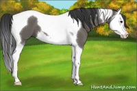 Horse Color:Grullo Splash Tobiano