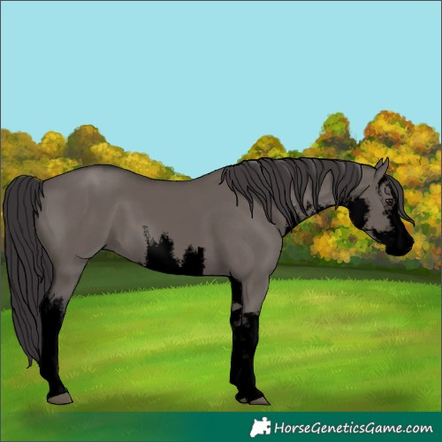 Horse Color:Void White Spotted Smoky Grullo 