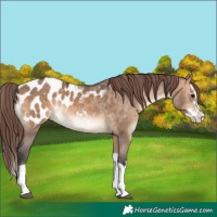 Horse Color:Brown Dun Splash Appaloosa 