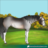 Horse Color:Gray Bay Splash 