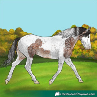 Horse Color:White Spotted Brown Ice Splash Tobiano 