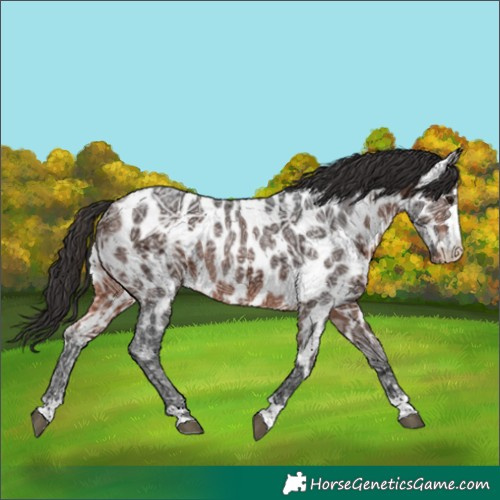 Horse Color:Brown Ice Near Leopard