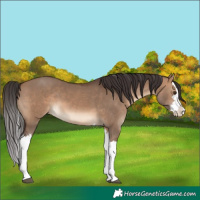 Horse Color:Brown Dun Splash