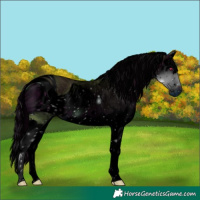 Horse Color:ERROR: UNKNOWN ANOMALY