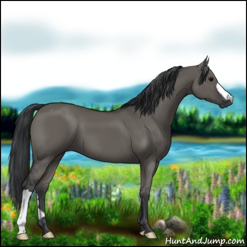 Horse Color:Grullo 