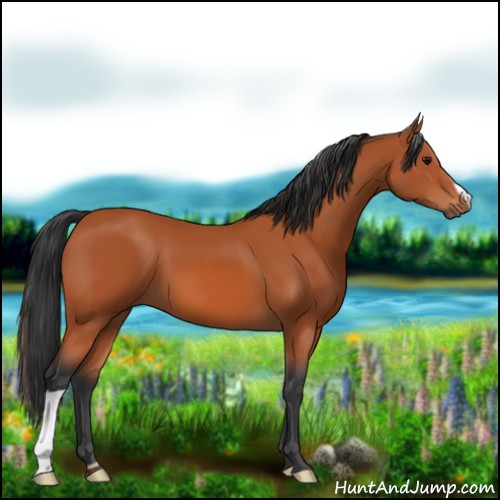 Horse Color:Bay 