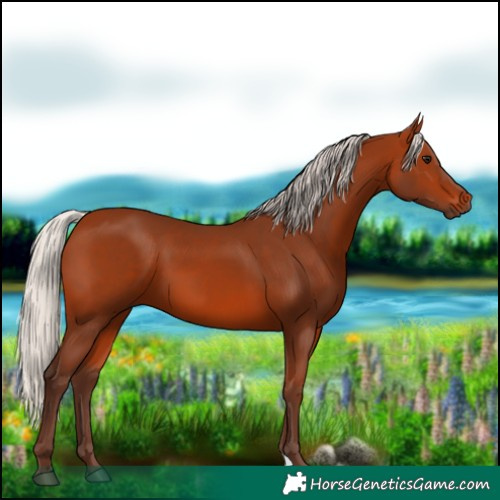 Horse Color:Silver Bay 