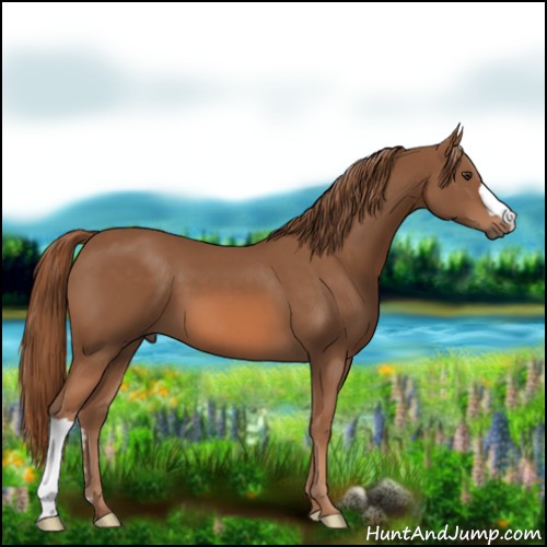 Horse Color:Chestnut 