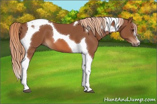 Horse Color:Chestnut Tobiano 