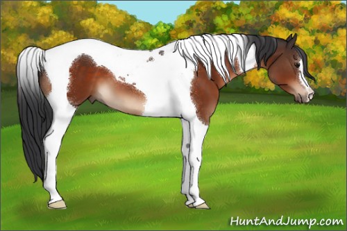 Horse Color:Brown Tobiano 