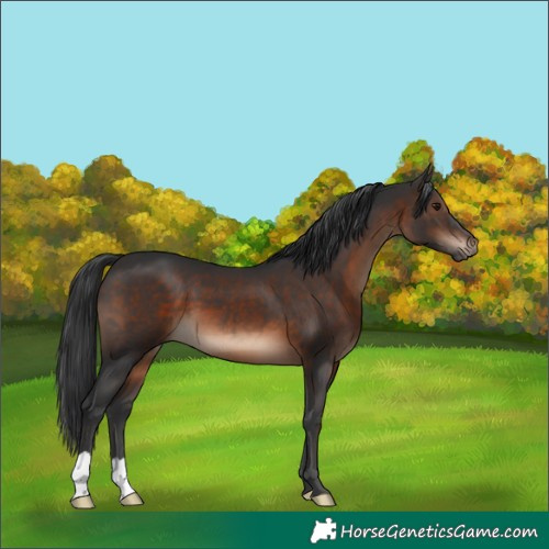 Horse Color:Brown 