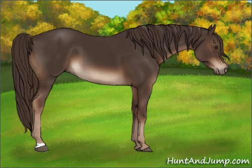 Horse Color:Liver Chestnut 