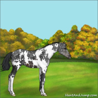 Horse Color:White Spotted Brown Ice 