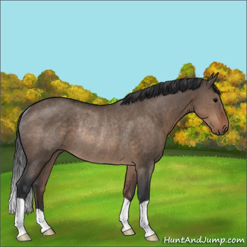 Horse Color:Brown Dun Rabicano