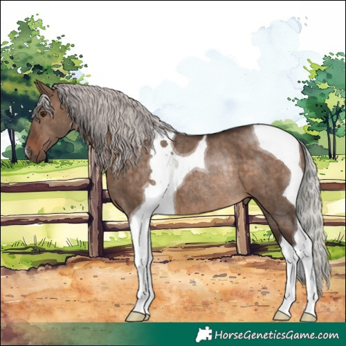 Horse Color:Silver Brown Dun Tobiano Rabicano Brindle