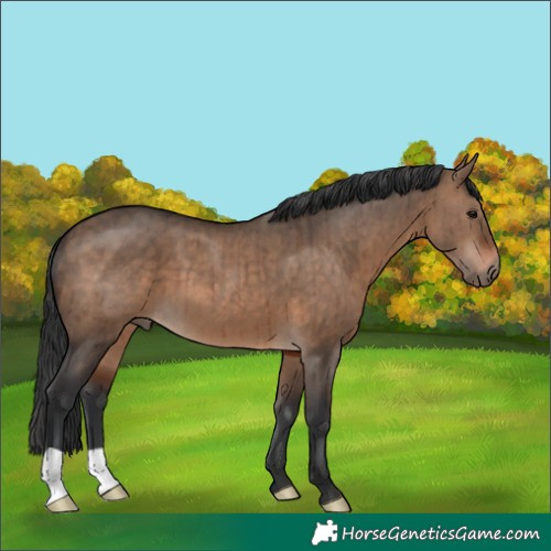 Horse Color:Brown Dun Brindle 