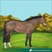 Horse Color:Brown Dun Brindle 