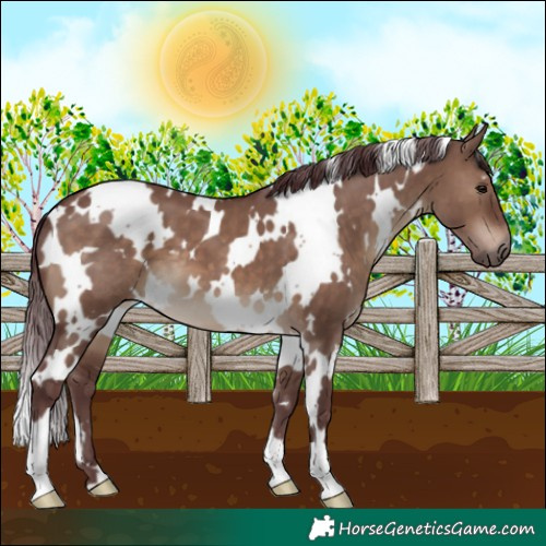 Horse Color:White Spotted Chocolate Brown Dun 