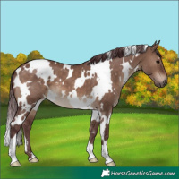 Horse Color:White Spotted Chocolate Brown Dun 