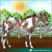 Horse Color:White Spotted Chocolate Brown Dun 