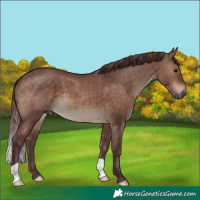 Horse Color:Chocolate Brown Dun 