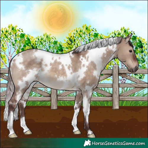 Horse Color:White Spotted Chocolate Brown Dun 