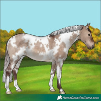 Horse Color:White Spotted Chocolate Brown Dun 