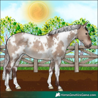 Horse Color:White Spotted Chocolate Brown Dun