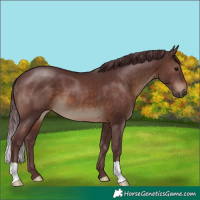 Horse Color:Chocolate Brown 