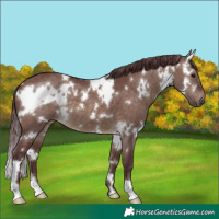 Horse Color:White Spotted Chocolate Brown Dun 