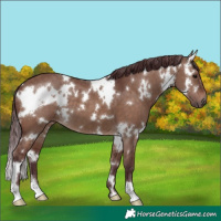 Horse Color:White Spotted Chocolate Brown Dun 