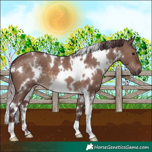 Horse Color:White Spotted Chocolate Brown Dun 
