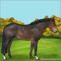 Horse Color:Brown Rabicano 