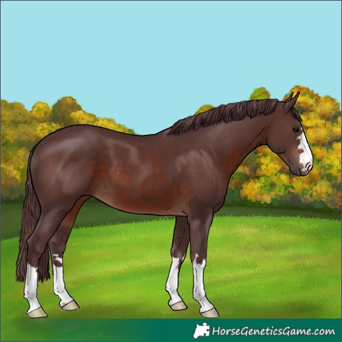 Horse Color:Chocolate Brown 