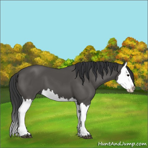 Horse Color:Unknown 