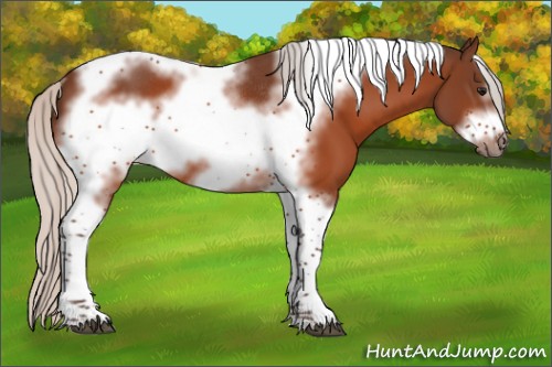 Horse Color:Silver Bay Tobiano Frame Rabicano 