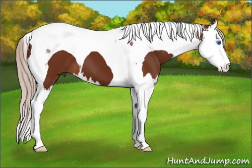 Horse Color:Silver Bay Splash Tobiano 