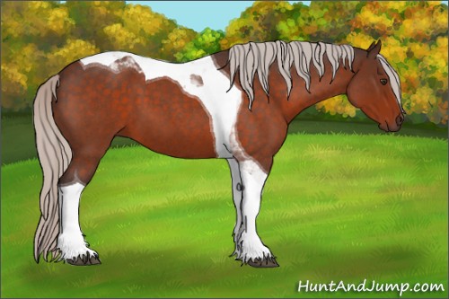Horse Color:Silver Brown Roan Tobiano 