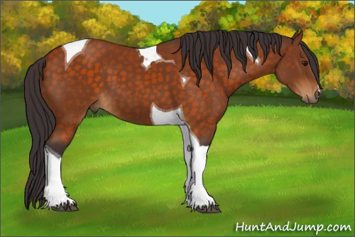Horse Color:Buckskin Tobiano 
