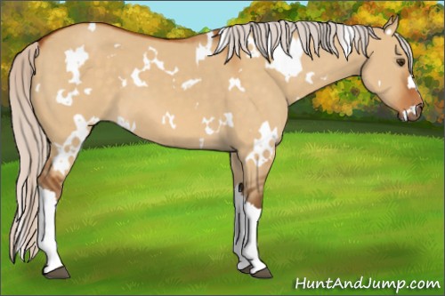 Horse Color:White Spotted Silver Buckskin Dun 
