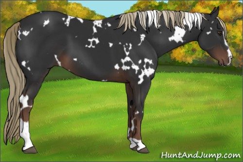 Horse Color:White Spotted Liver Chestnut Sabino 