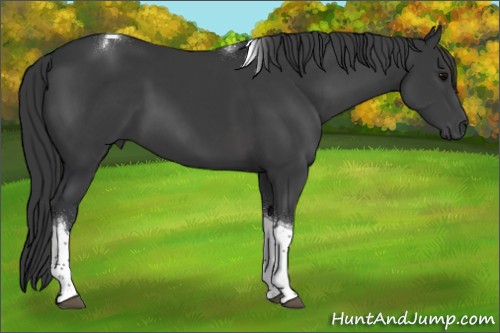 Horse Color:Black Tobiano 