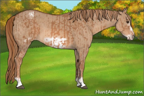 Horse Color:Chestnut Frame Appaloosa  and Red Dun Frame 