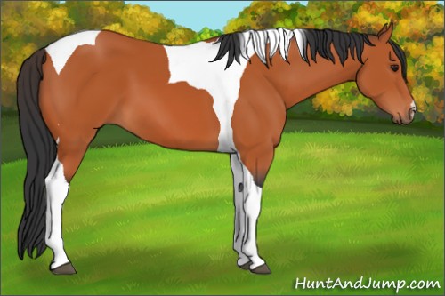 Horse Color:Bay Tobiano 
