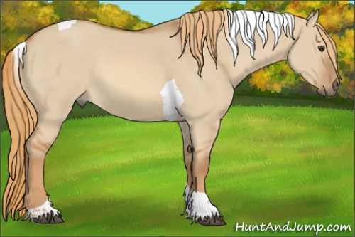 Horse Color:Red Dun Tobiano 