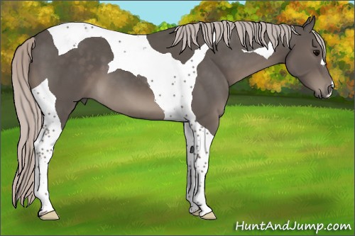Horse Color:Silver Black Tobiano 