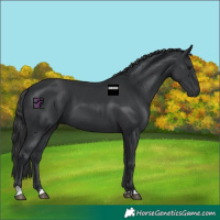 Horse Color:Black 