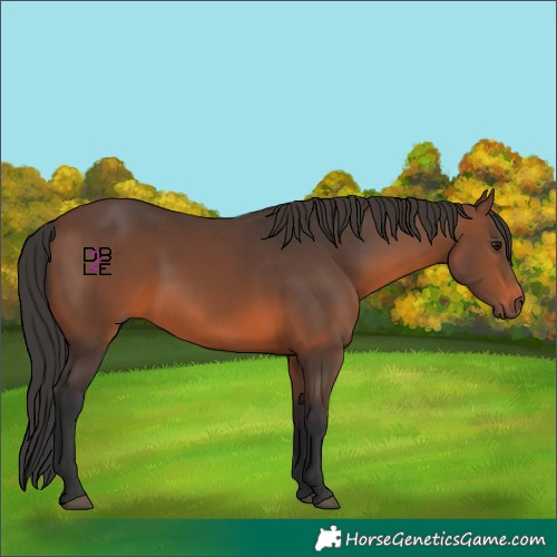 Horse Color:Brown