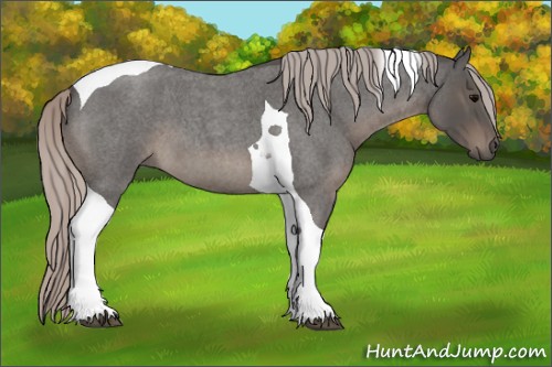 Horse Color:Silver Blue Roan Tobiano 