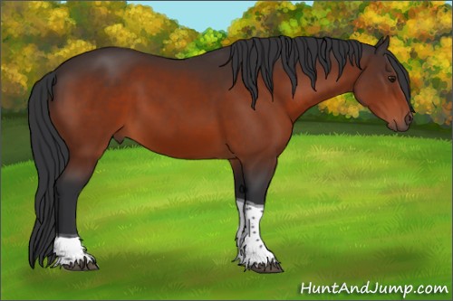 Horse Color:Brown Tobiano 